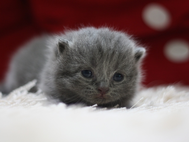 スコティッシュフォールドの子猫画像