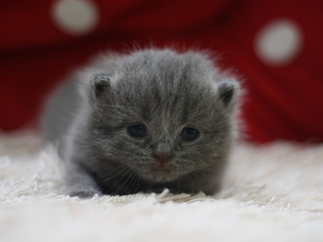 スコティッシュフォールドの子猫画像