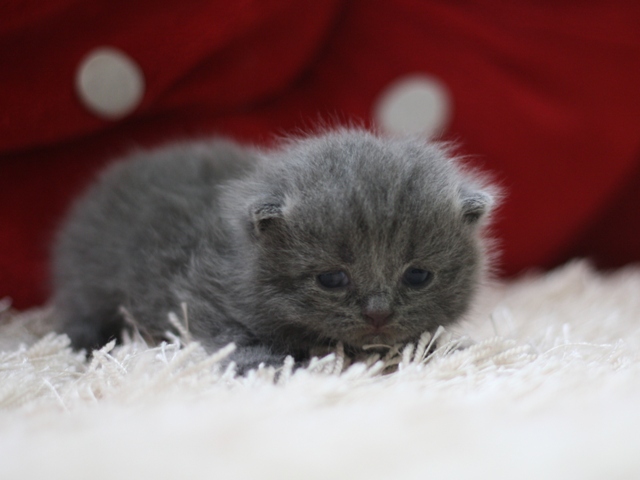 スコティッシュフォールドの子猫画像