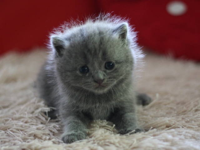 スコティッシュフォールドの子猫画像