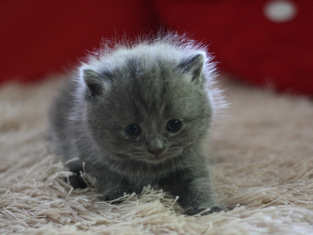 スコティッシュフォールドの子猫画像