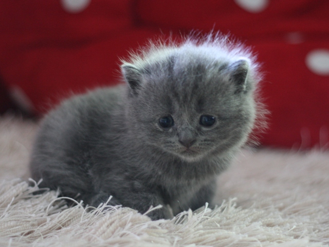 スコティッシュフォールドの子猫画像