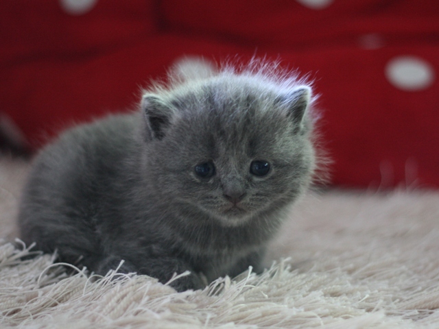 スコティッシュフォールドの子猫画像