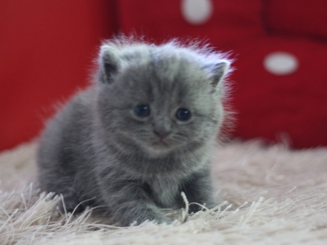 スコティッシュフォールドの子猫画像