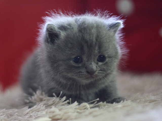 スコティッシュフォールドの子猫画像