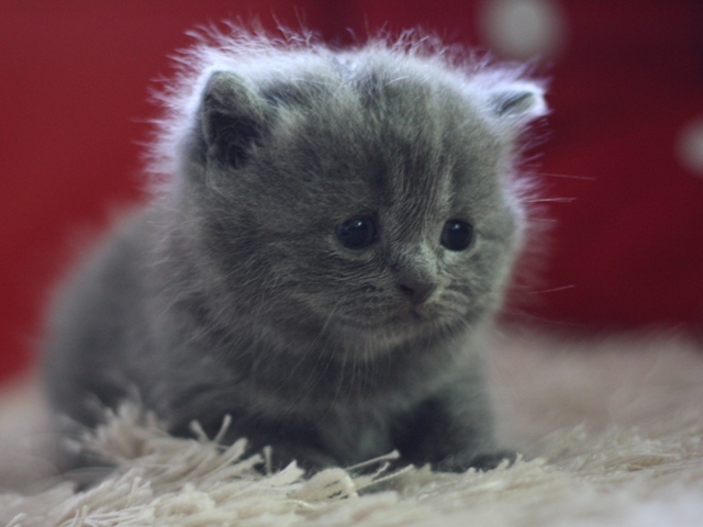 スコティッシュフォールドの子猫画像