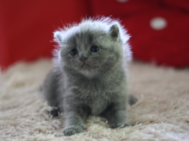 スコティッシュフォールドの子猫画像