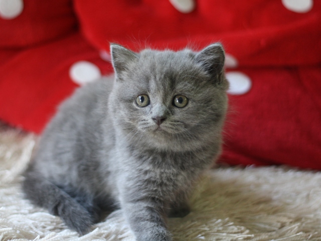 スコティッシュフォールドの子猫画像