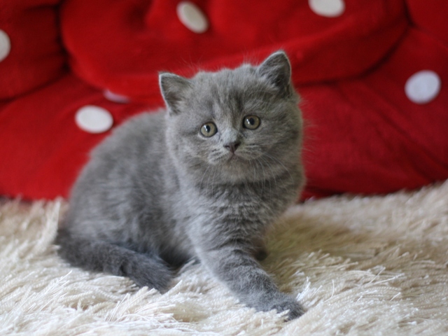 スコティッシュフォールドの子猫画像