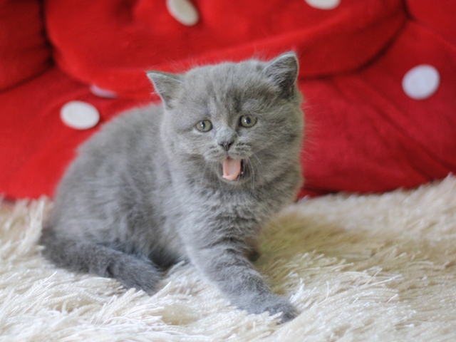 スコティッシュフォールドの子猫画像