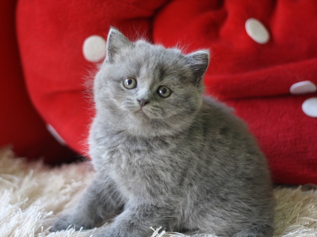 スコティッシュフォールドの子猫画像
