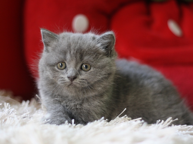 スコティッシュフォールドの子猫画像