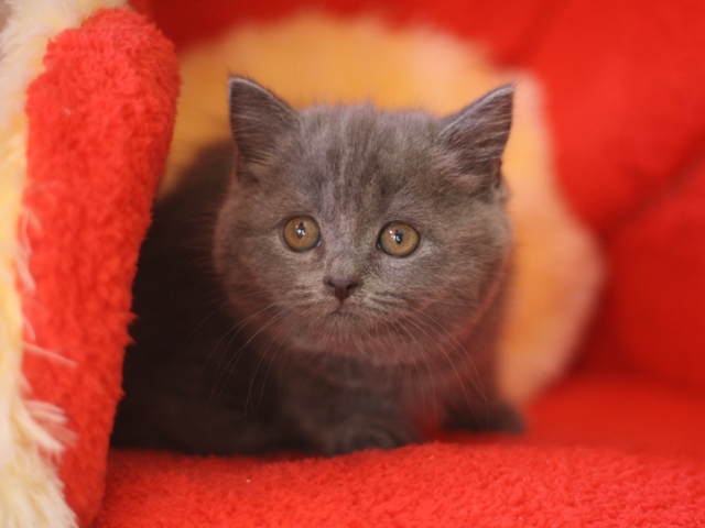 スコティッシュフォールドの子猫画像