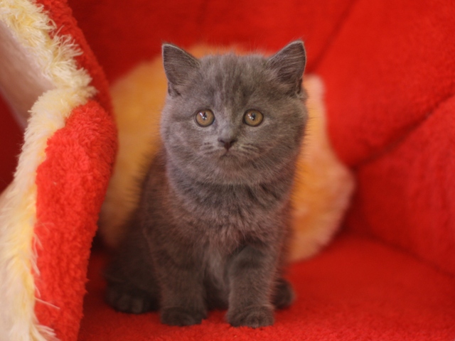 スコティッシュフォールドの子猫画像