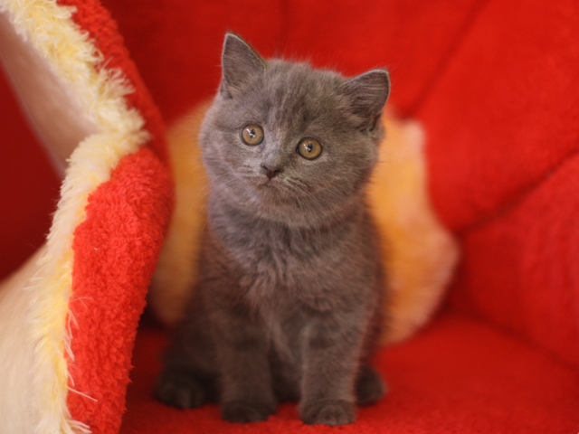 スコティッシュフォールドの子猫画像