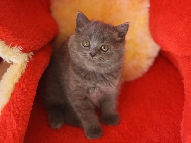 スコティッシュフォールドの子猫画像