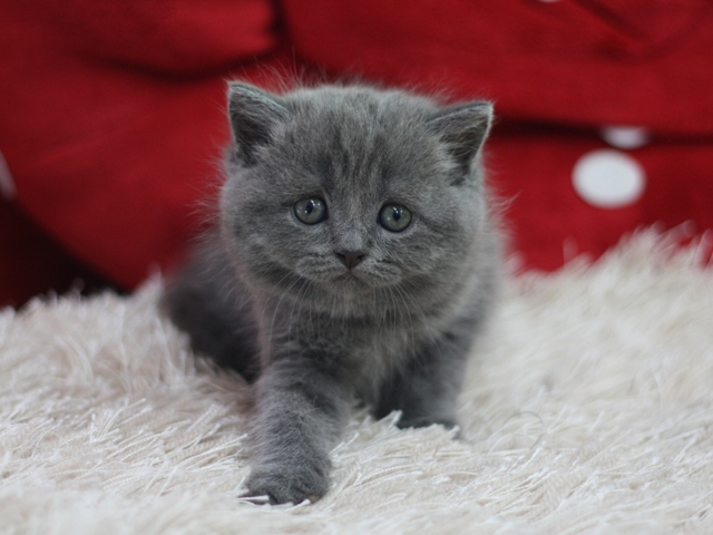 スコティッシュフォールドの子猫画像