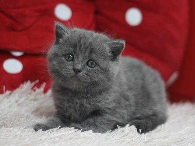 スコティッシュフォールドの子猫画像