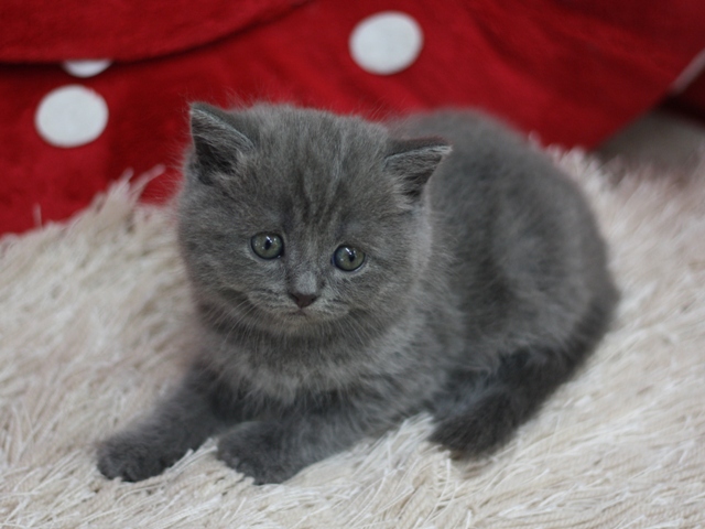 スコティッシュフォールドの子猫画像