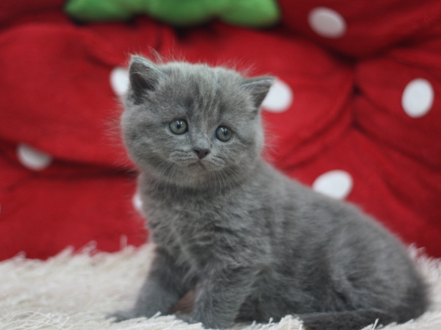 スコティッシュフォールドの子猫画像