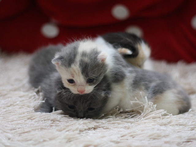 スコティッシュフォールドの子猫画像