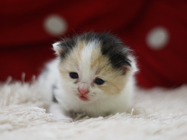 スコティッシュフォールドの子猫画像
