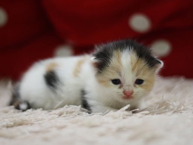 スコティッシュフォールドの子猫画像