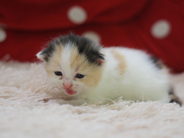 スコティッシュフォールドの子猫画像