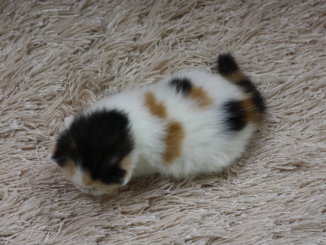 スコティッシュフォールドの子猫画像