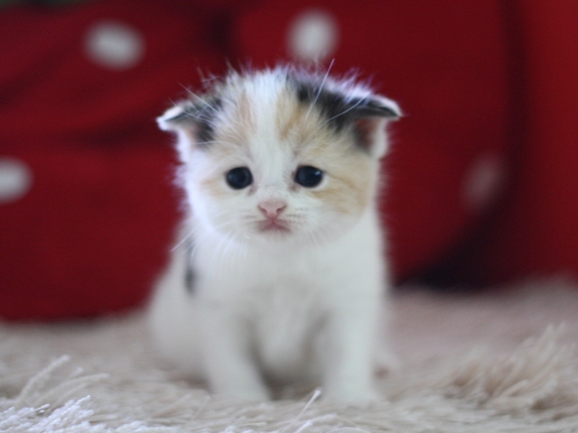 スコティッシュフォールドの子猫画像