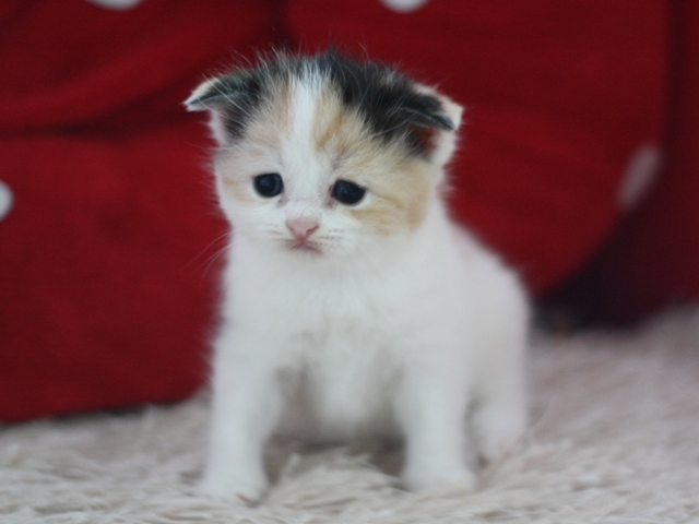 スコティッシュフォールドの子猫画像