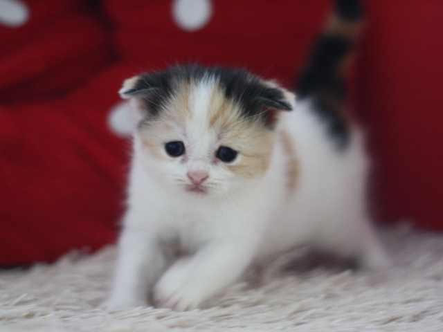 スコティッシュフォールドの子猫画像