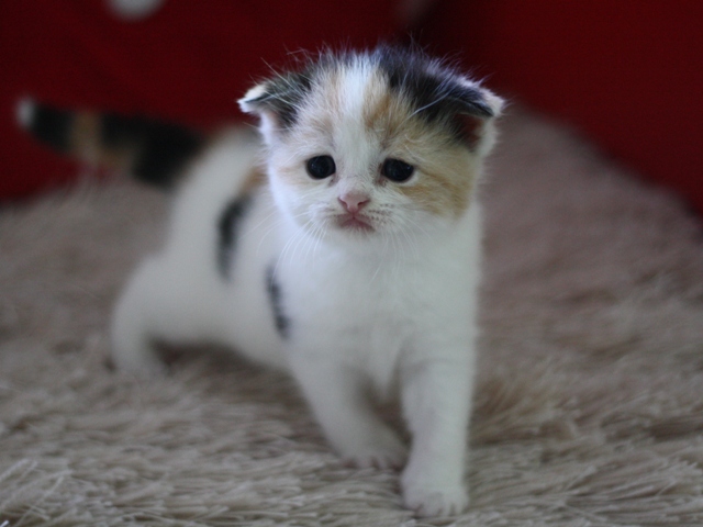 スコティッシュフォールドの子猫画像