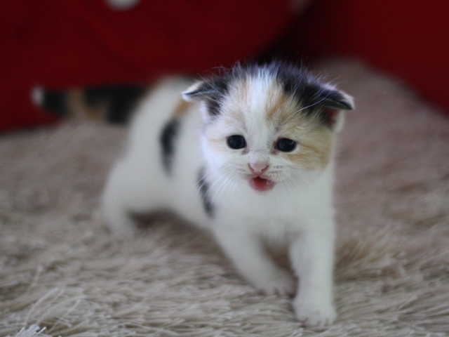 スコティッシュフォールドの子猫画像