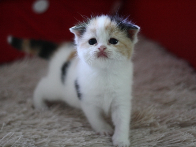 スコティッシュフォールドの子猫画像