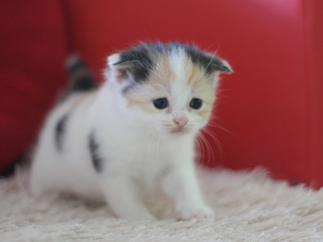 スコティッシュフォールドの子猫画像