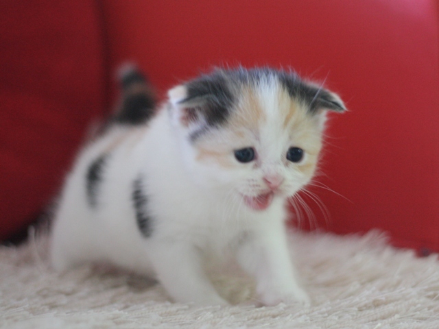 スコティッシュフォールドの子猫画像