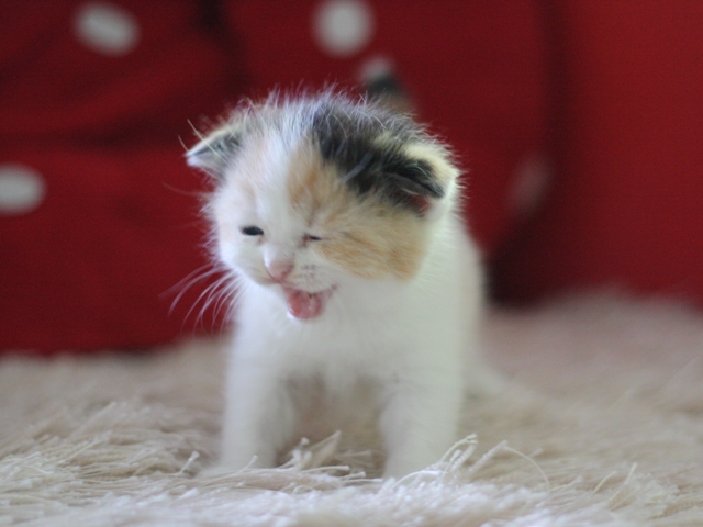スコティッシュフォールドの子猫画像
