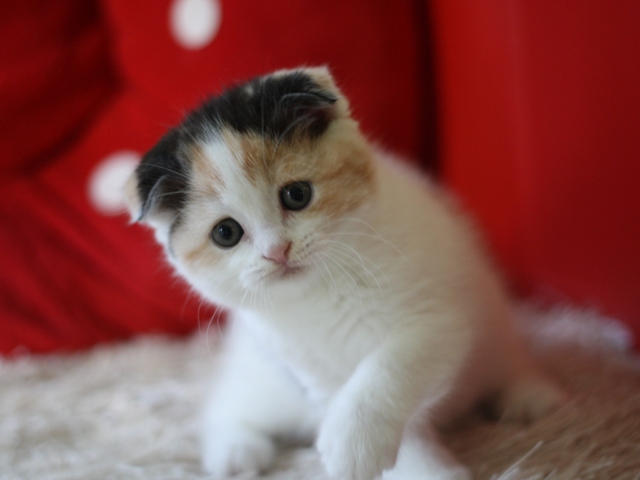スコティッシュフォールドの子猫画像