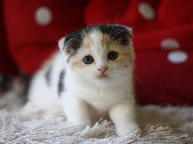 スコティッシュフォールドの子猫画像