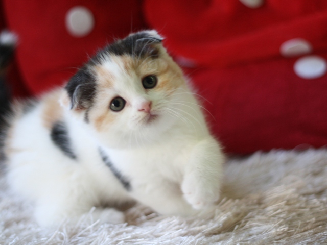 スコティッシュフォールドの子猫画像
