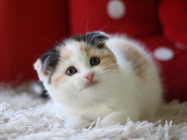 スコティッシュフォールドの子猫画像