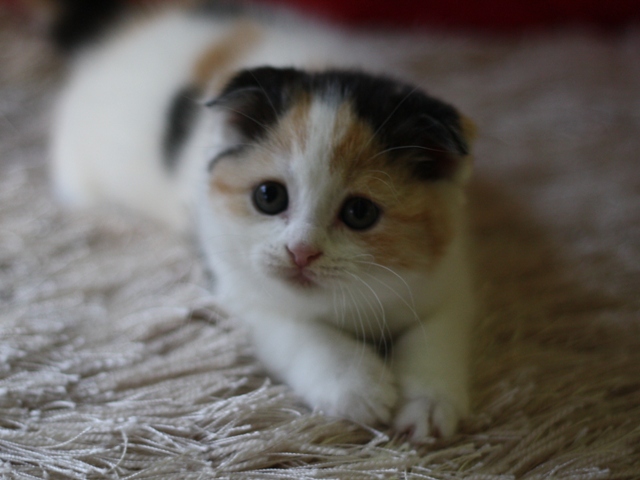 スコティッシュフォールドの子猫画像