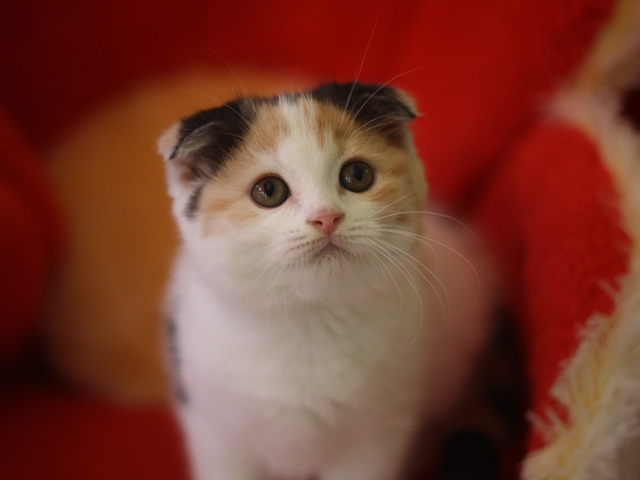 スコティッシュフォールドの子猫画像