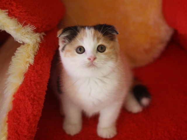 スコティッシュフォールドの子猫画像