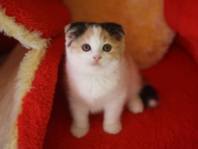 スコティッシュフォールドの子猫画像