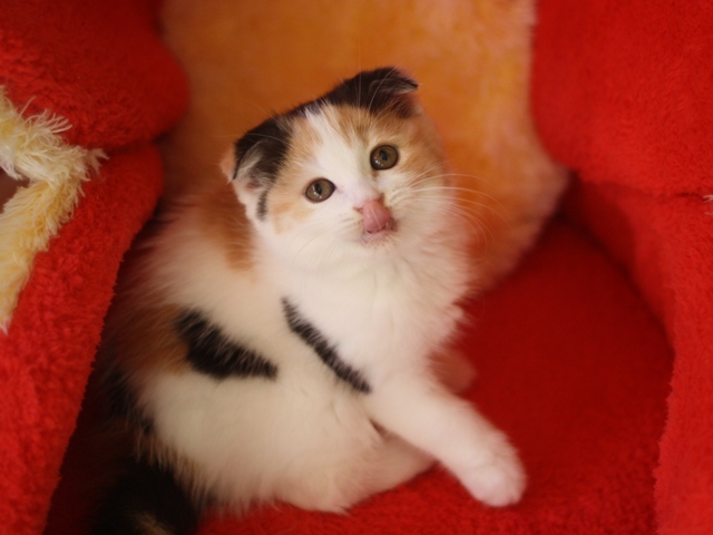 スコティッシュフォールドの子猫画像