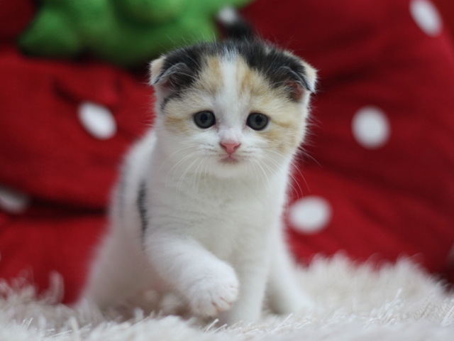 スコティッシュフォールドの子猫画像