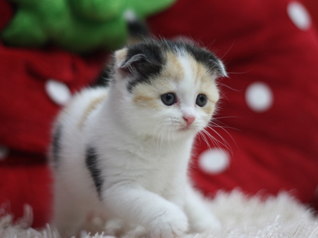 スコティッシュフォールドの子猫画像