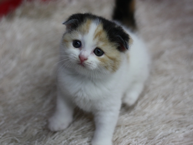 スコティッシュフォールドの子猫画像